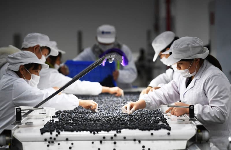 blueberry sorting